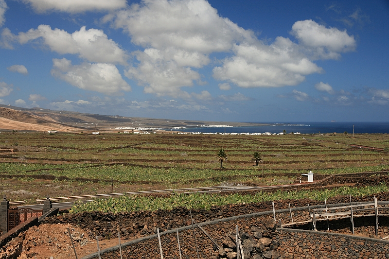 Kanary_2010 230